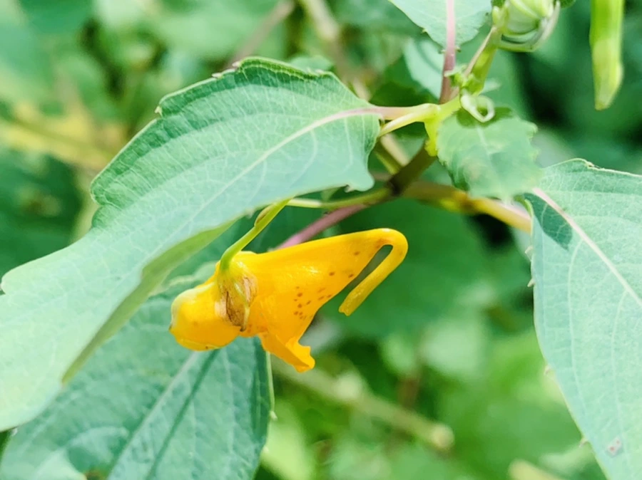 IMG_9290.jpg?type=w966