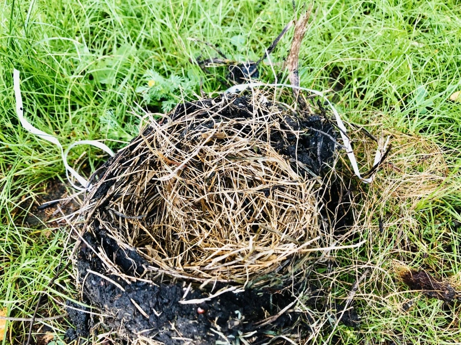 IMG_8158.jpg?type=w966