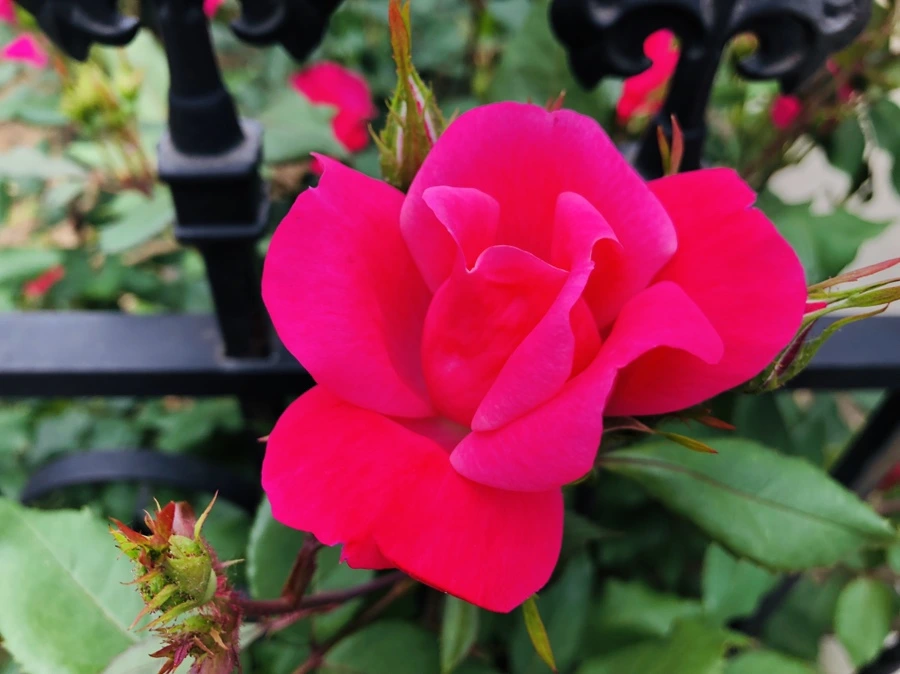 IMG_5548.jpg?type=w966