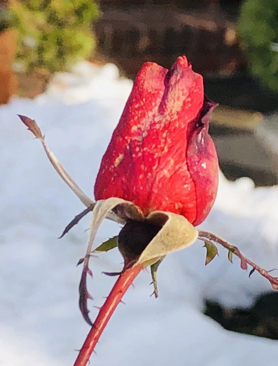 IMG_7734.jpg?type=w966