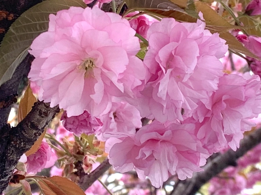 IMG_5489.jpg?type=w966