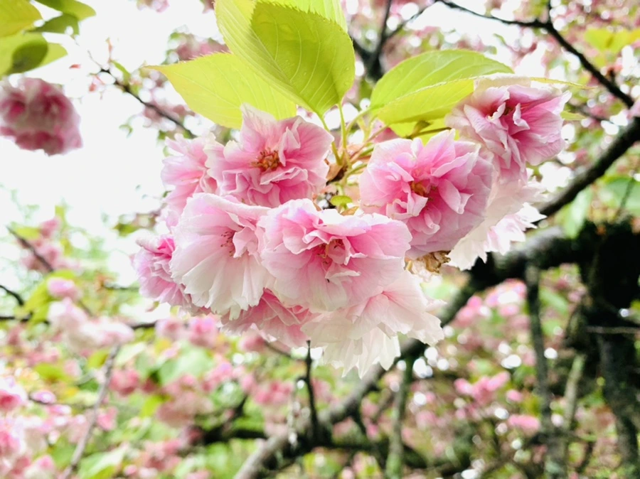 IMG_0256.jpg?type=w966