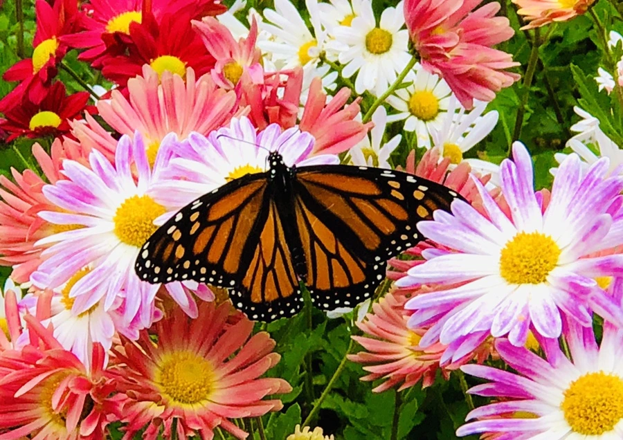 IMG_2728.jpg?type=w966