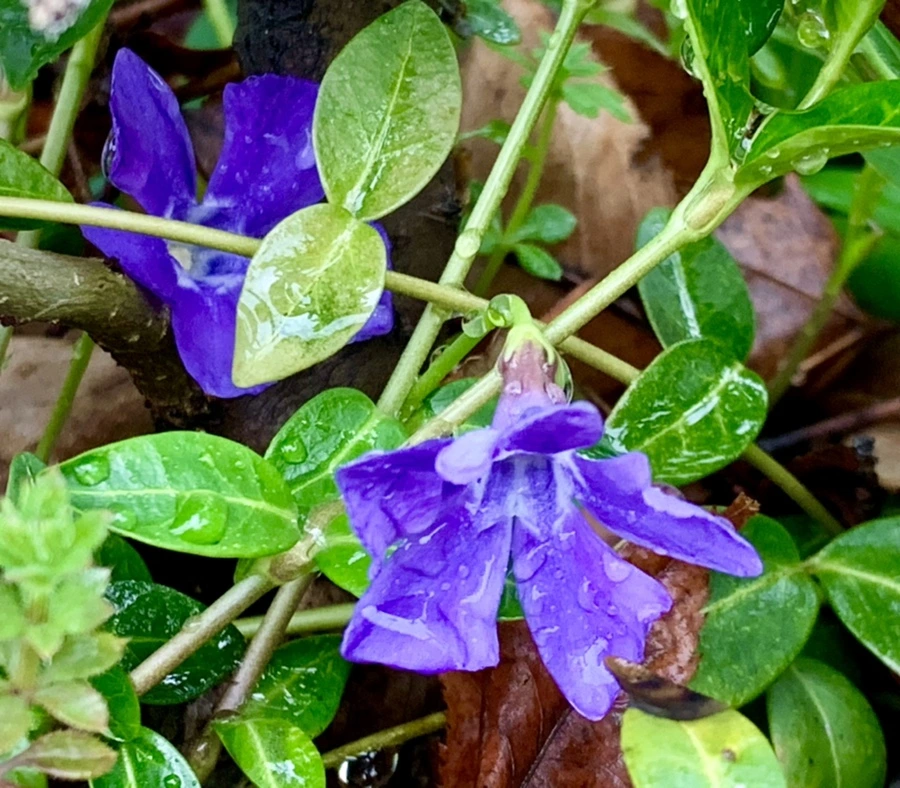 IMG_5351.jpg?type=w966