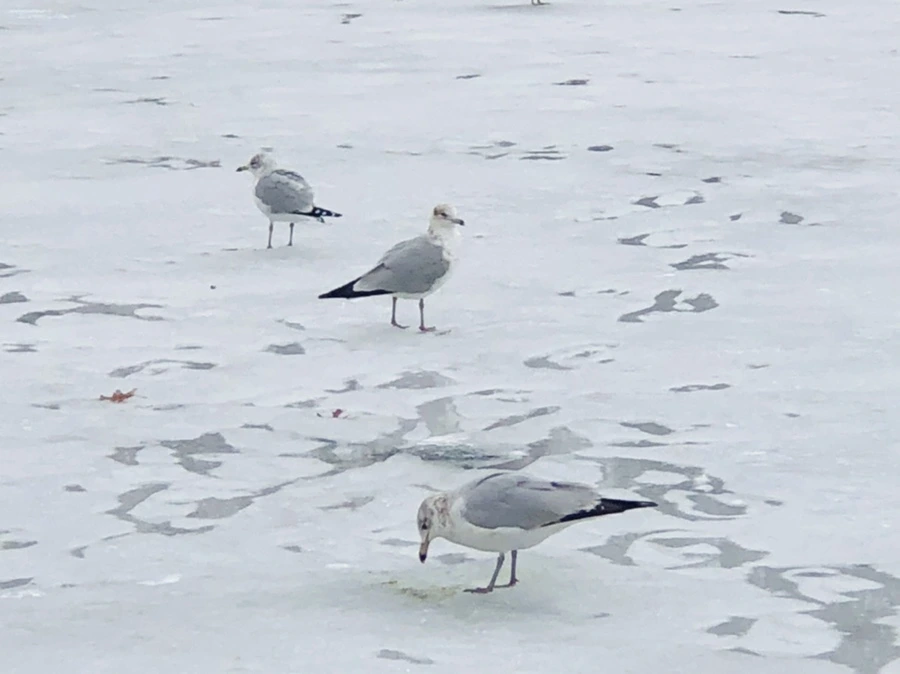 IMG_6395.jpg?type=w966