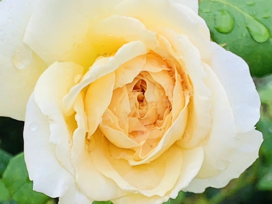 IMG_0952.jpg?type=w966