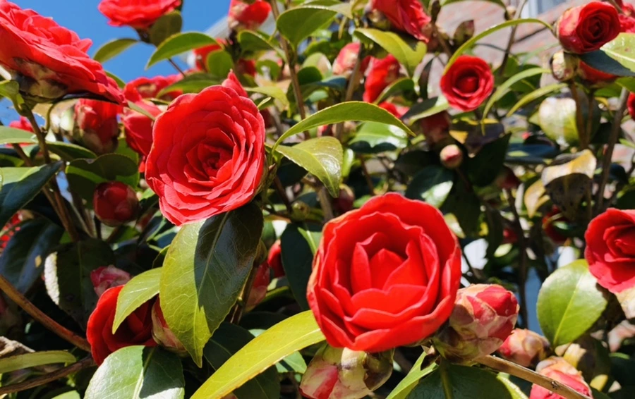 IMG_8142.jpg?type=w966