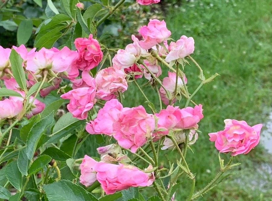 IMG_0426.jpg?type=w966