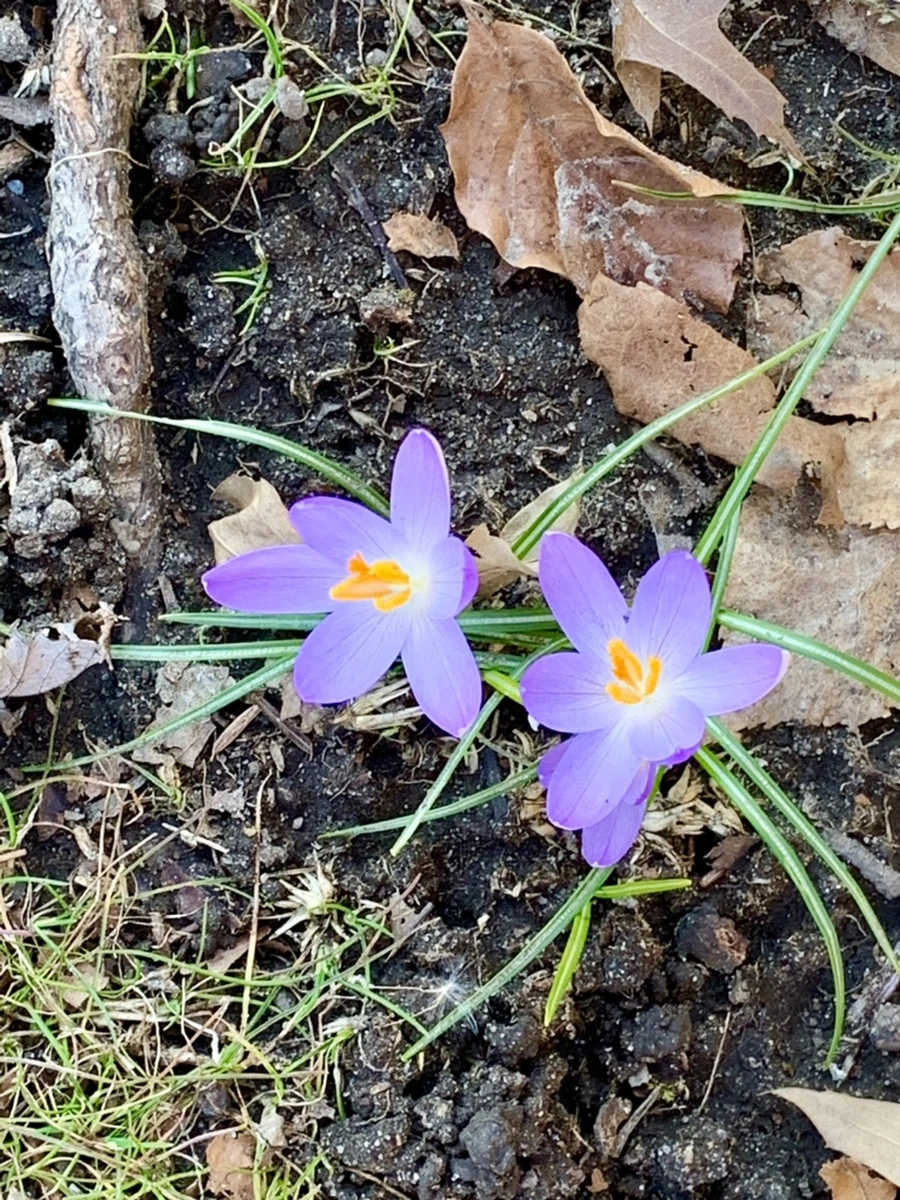 IMG_7045.jpg?type=w966