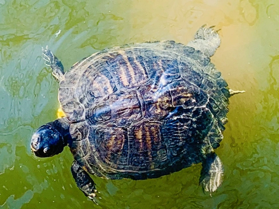 IMG_9992.jpg?type=w966