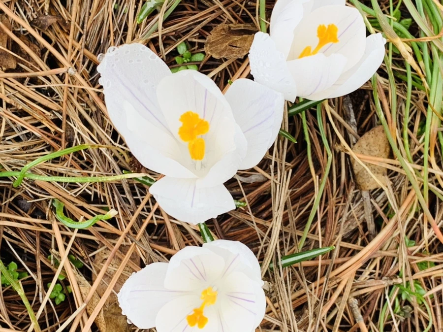 IMG_3788.jpg?type=w966