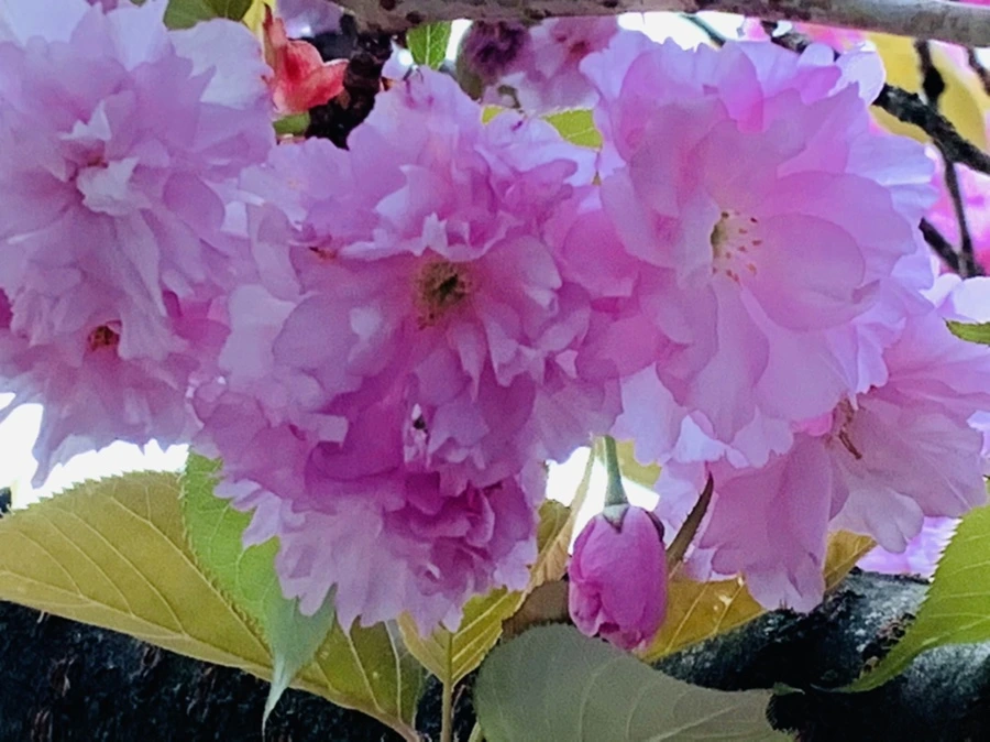 IMG_7369.jpg?type=w966