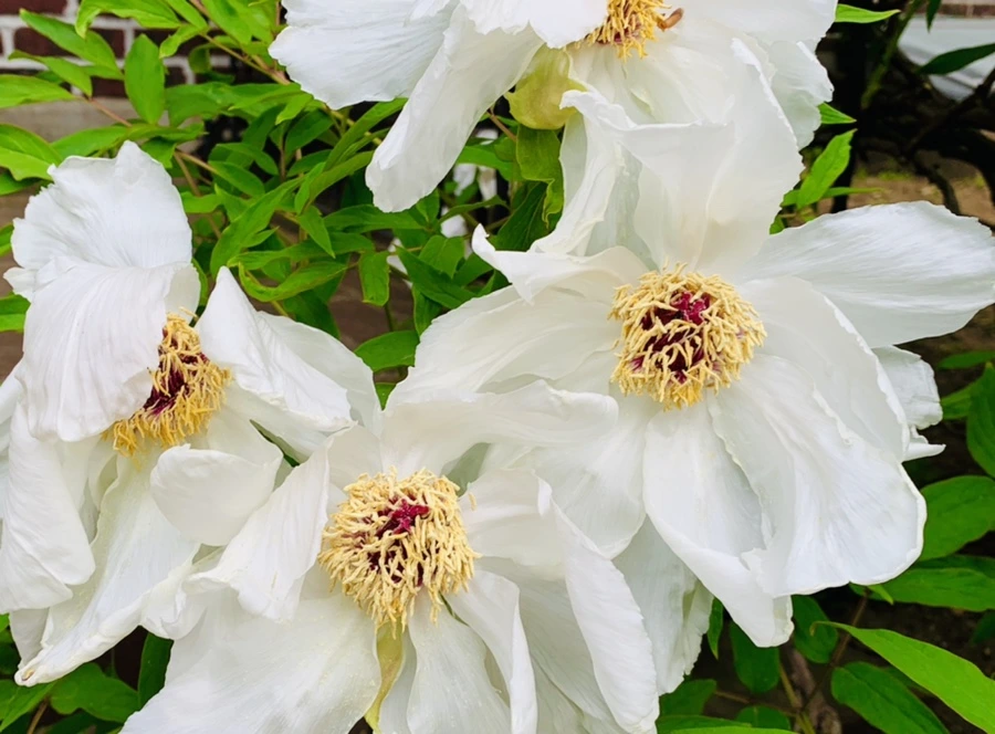 IMG_8949.jpg?type=w966