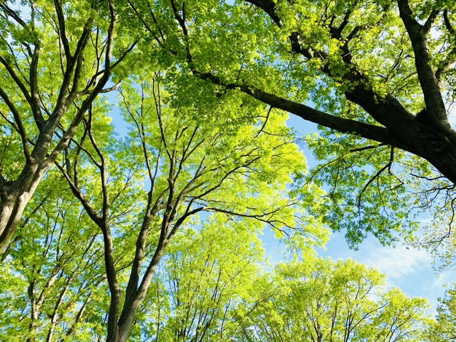 IMG_1033.jpg?type=w966