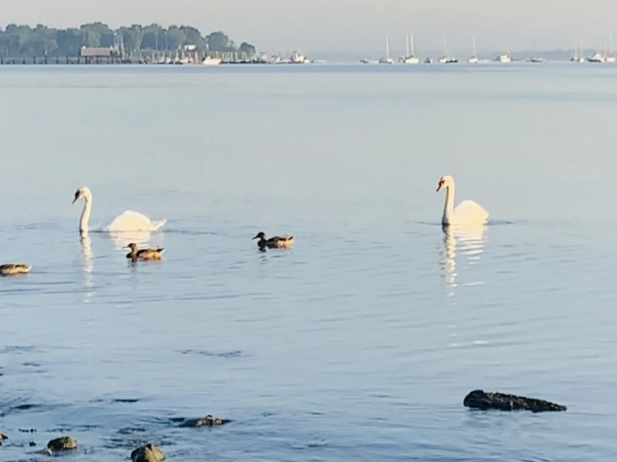 IMG_7376.jpg?type=w966