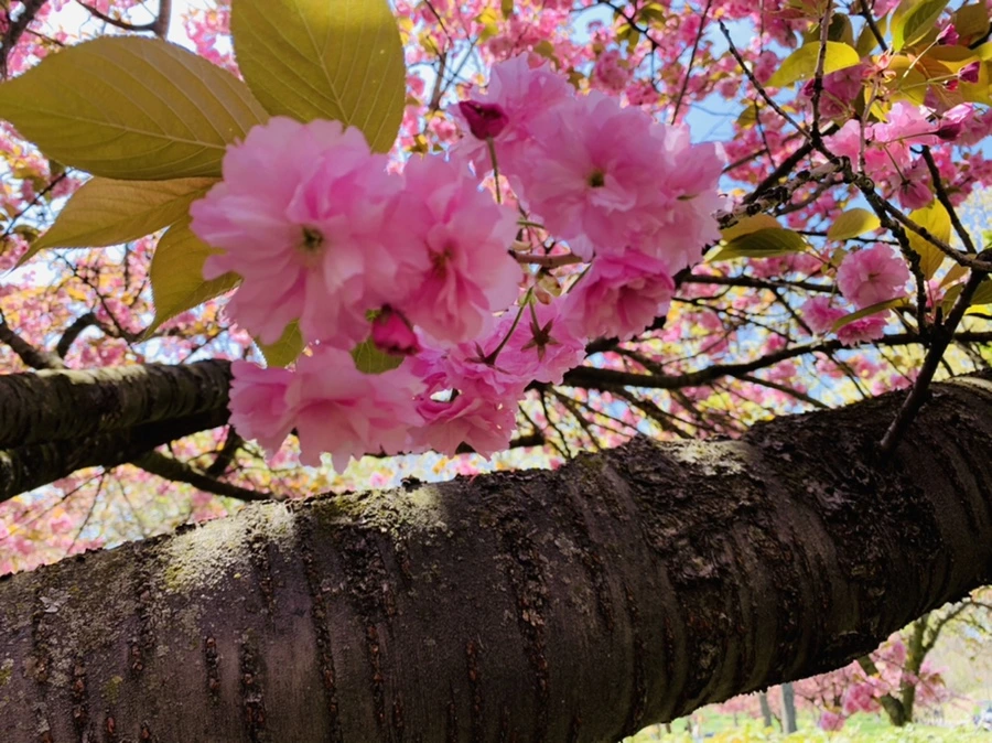 IMG_6449.jpg?type=w966