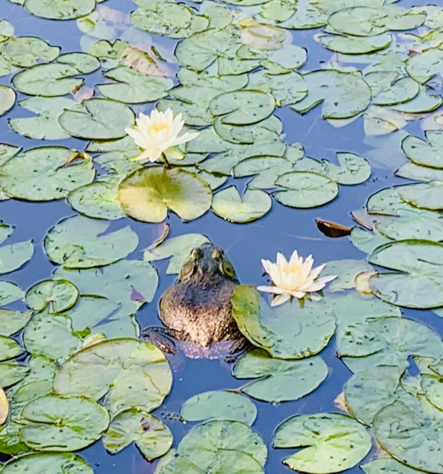 IMG_1316.jpg?type=w966