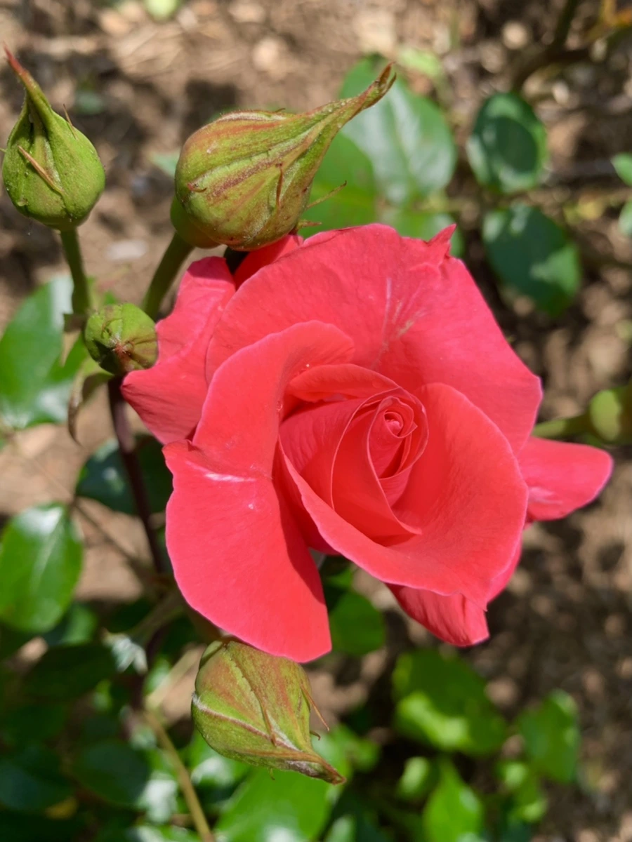 IMG_4269.jpg?type=w966