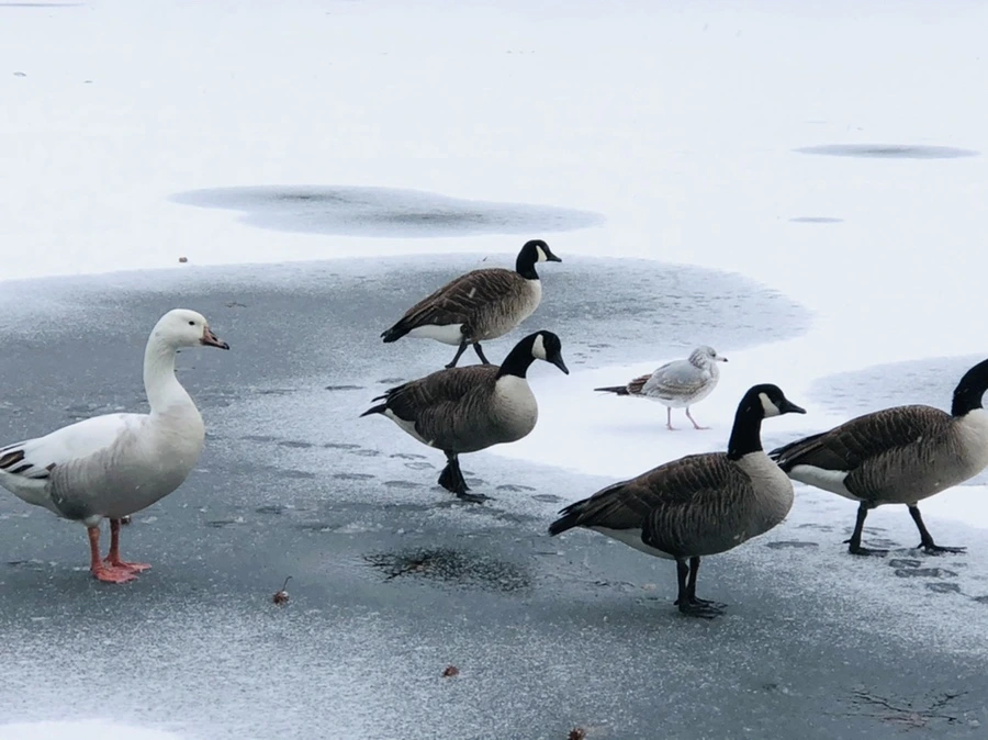 IMG_6030.jpg?type=w966