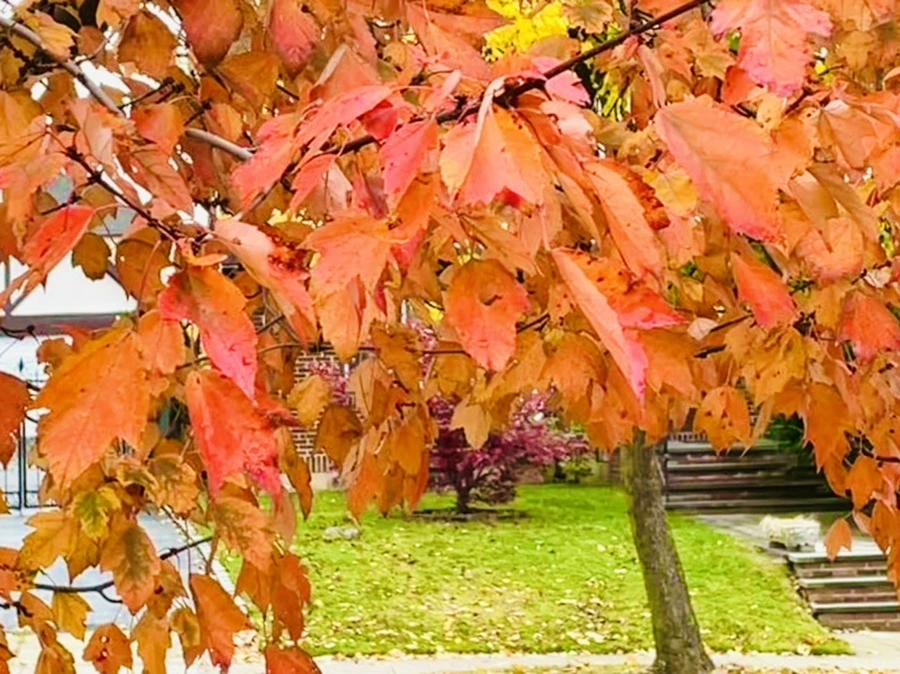 IMG_4452.jpg?type=w966