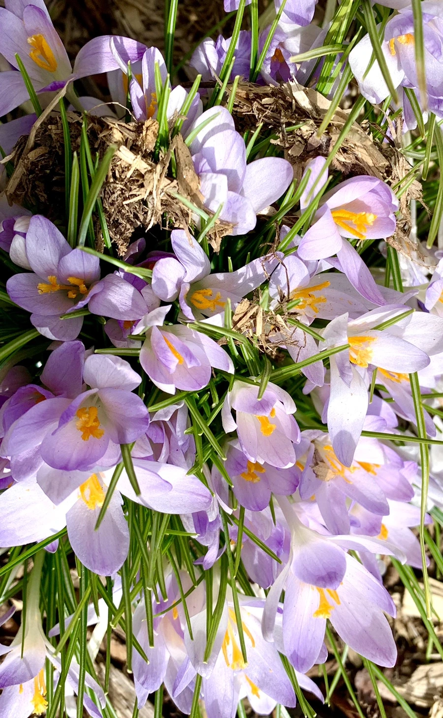 IMG_1094.jpg?type=w966