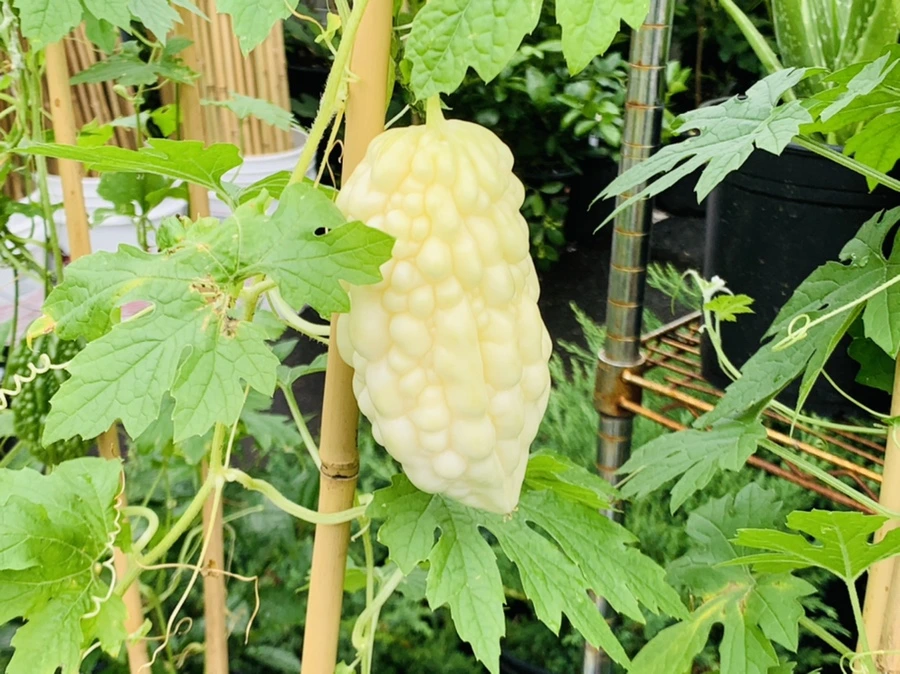 IMG_1139.jpg?type=w966