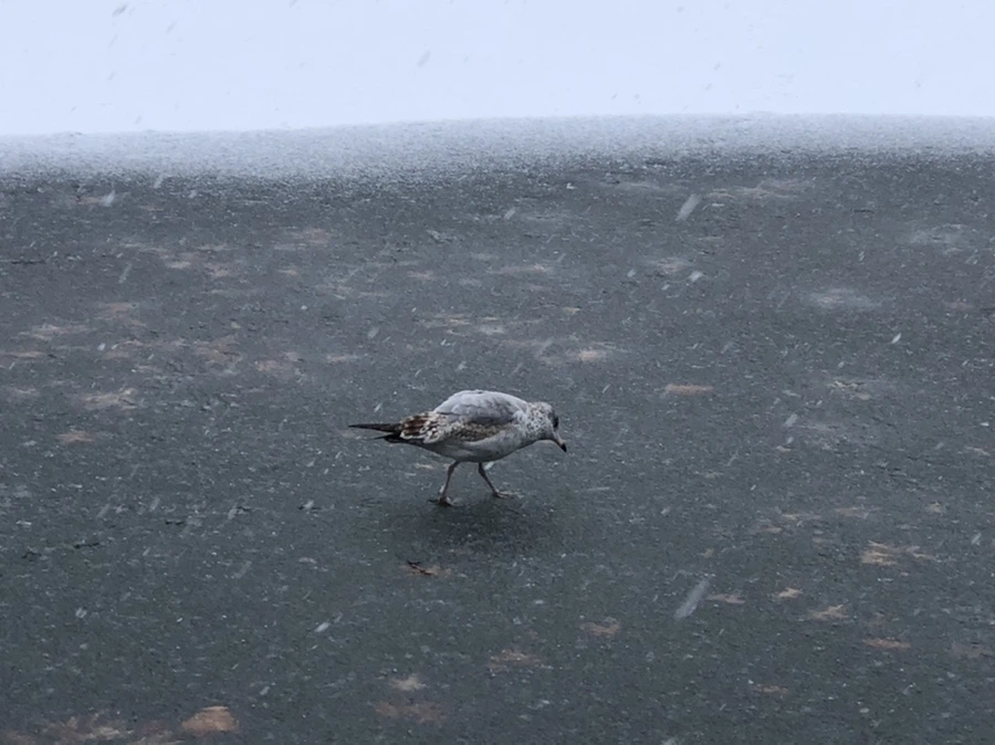 IMG_5960.jpg?type=w966