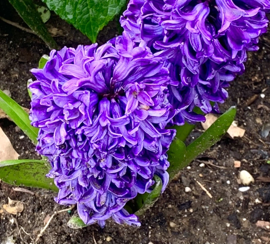 IMG_6293.jpg?type=w966