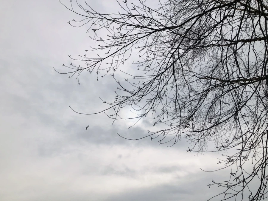 IMG_4350.jpg?type=w966