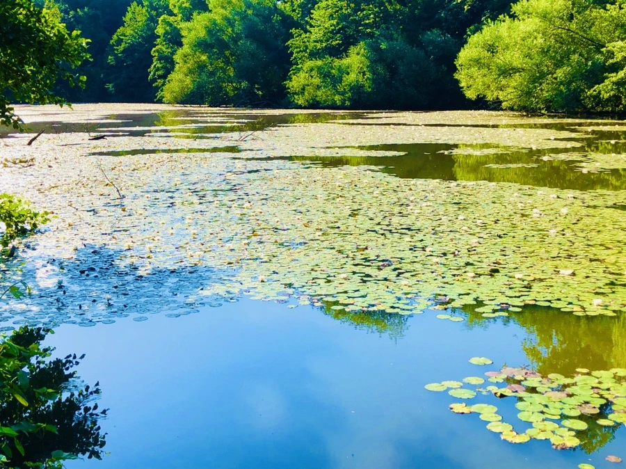 IMG_3935.jpg?type=w966