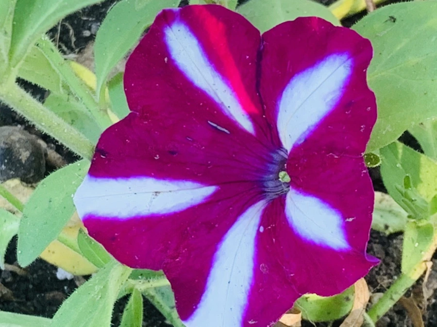 IMG_3977.jpg?type=w966