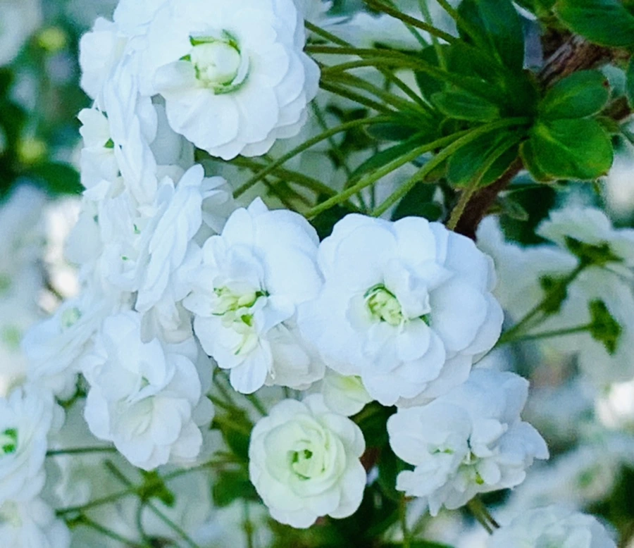 IMG_3300.jpg?type=w966