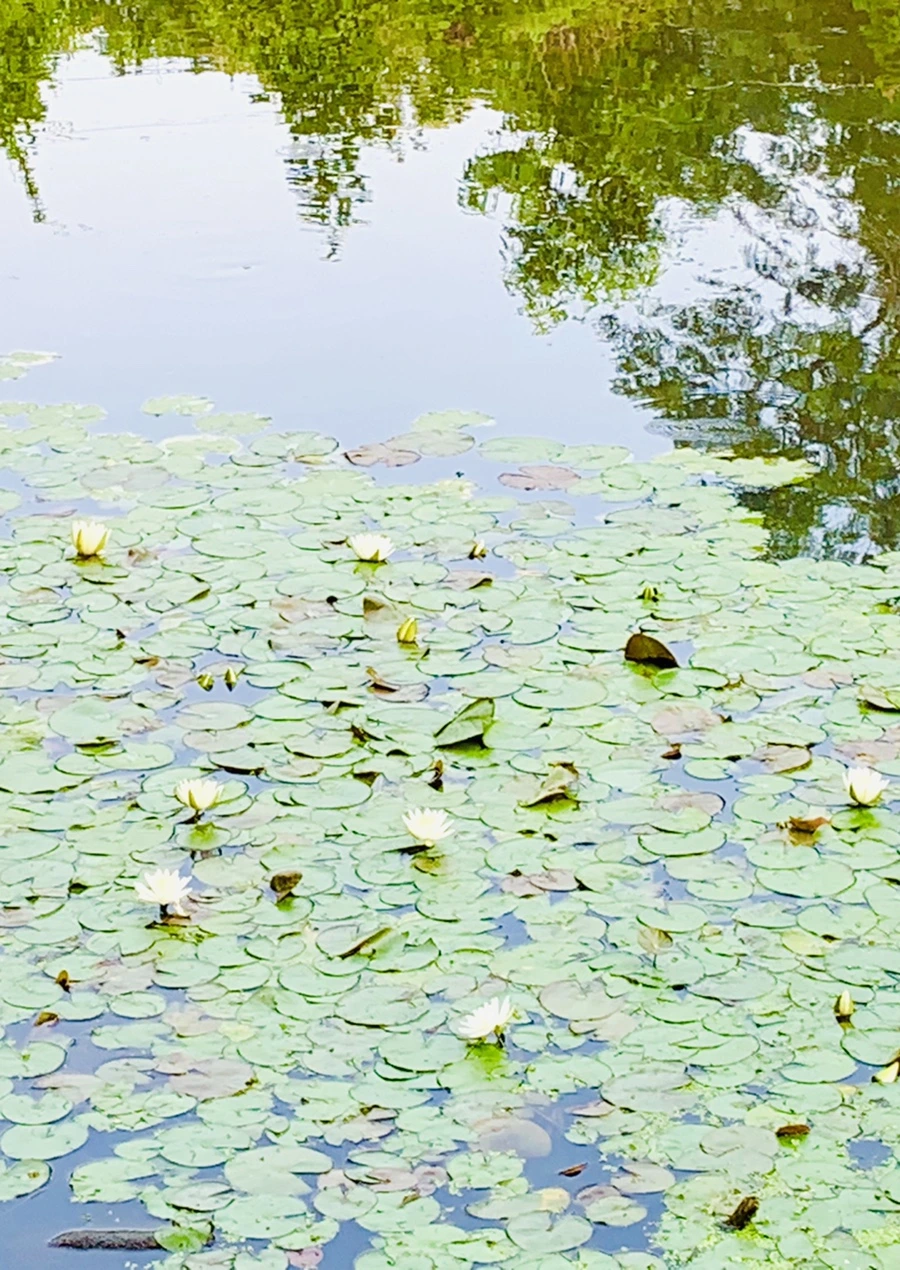 IMG_1675.jpg?type=w966