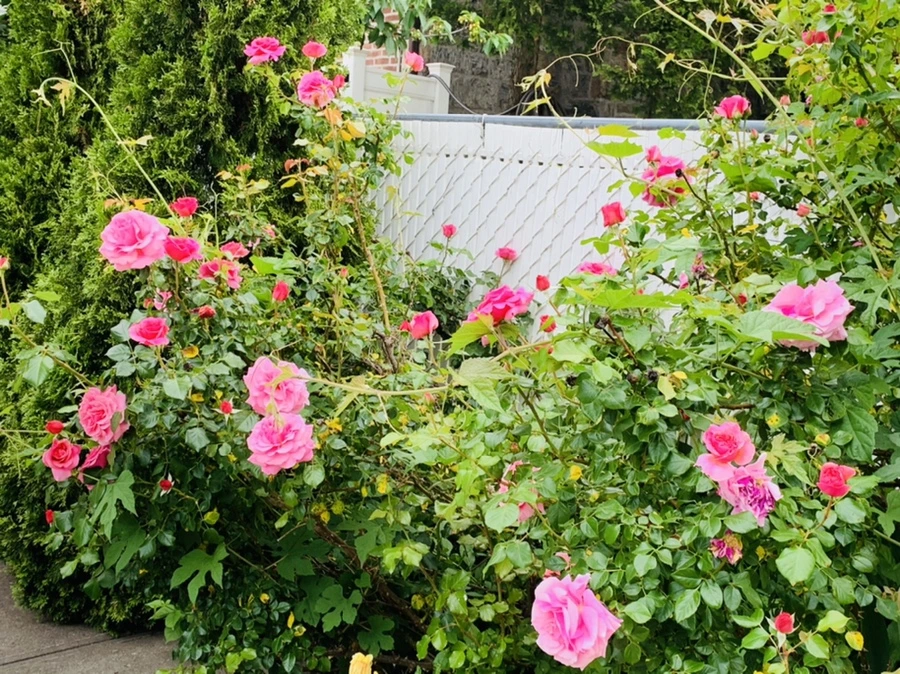 IMG_4864.jpg?type=w966