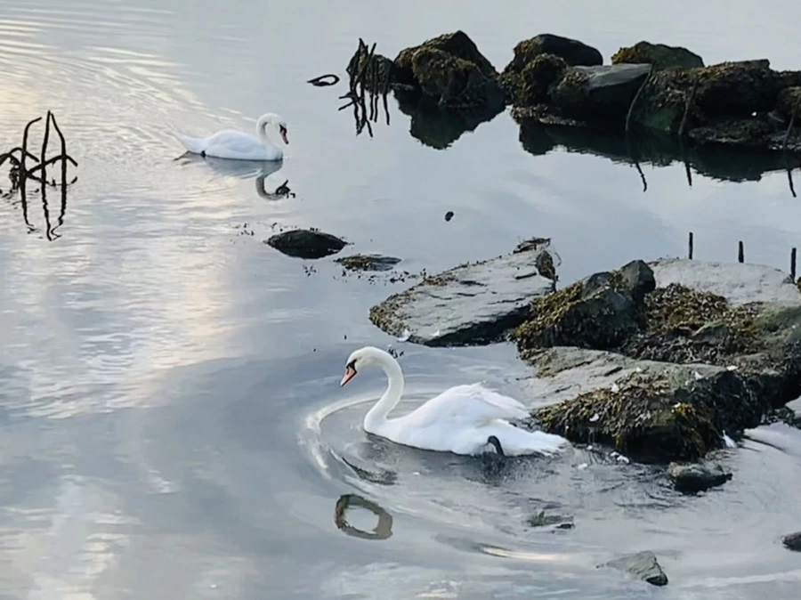 IMG_5696.jpg?type=w966