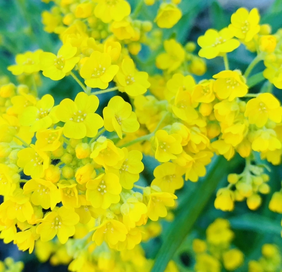 IMG_4177.jpg?type=w966