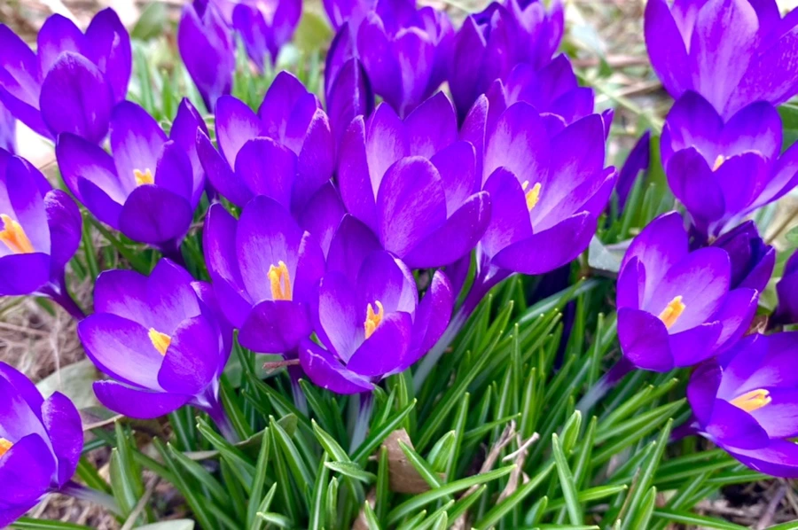 IMG_1059.jpg?type=w966