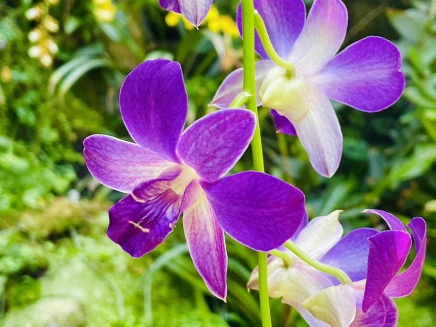 IMG_6435.jpg?type=w966