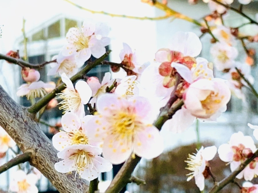 IMG_0931.jpg?type=w966