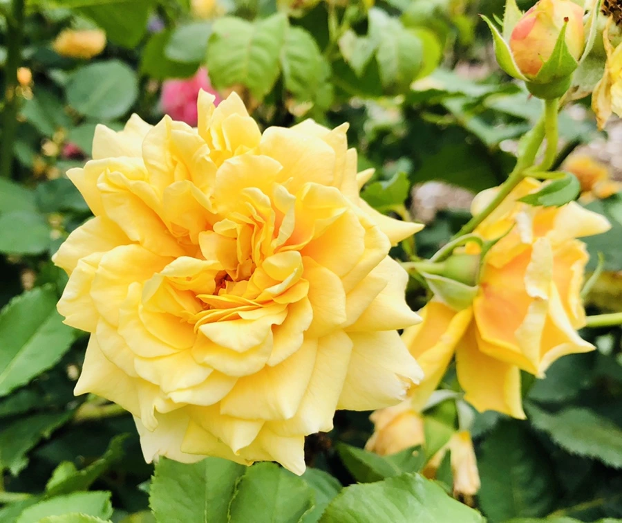 IMG_5936.jpg?type=w966