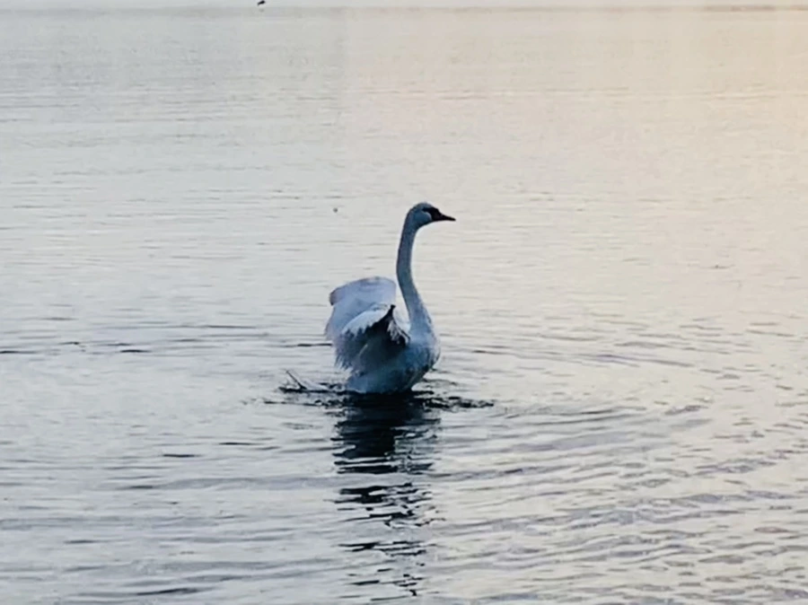 IMG_1415.jpg?type=w966