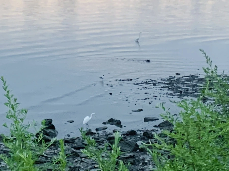 IMG_9598.jpg?type=w966