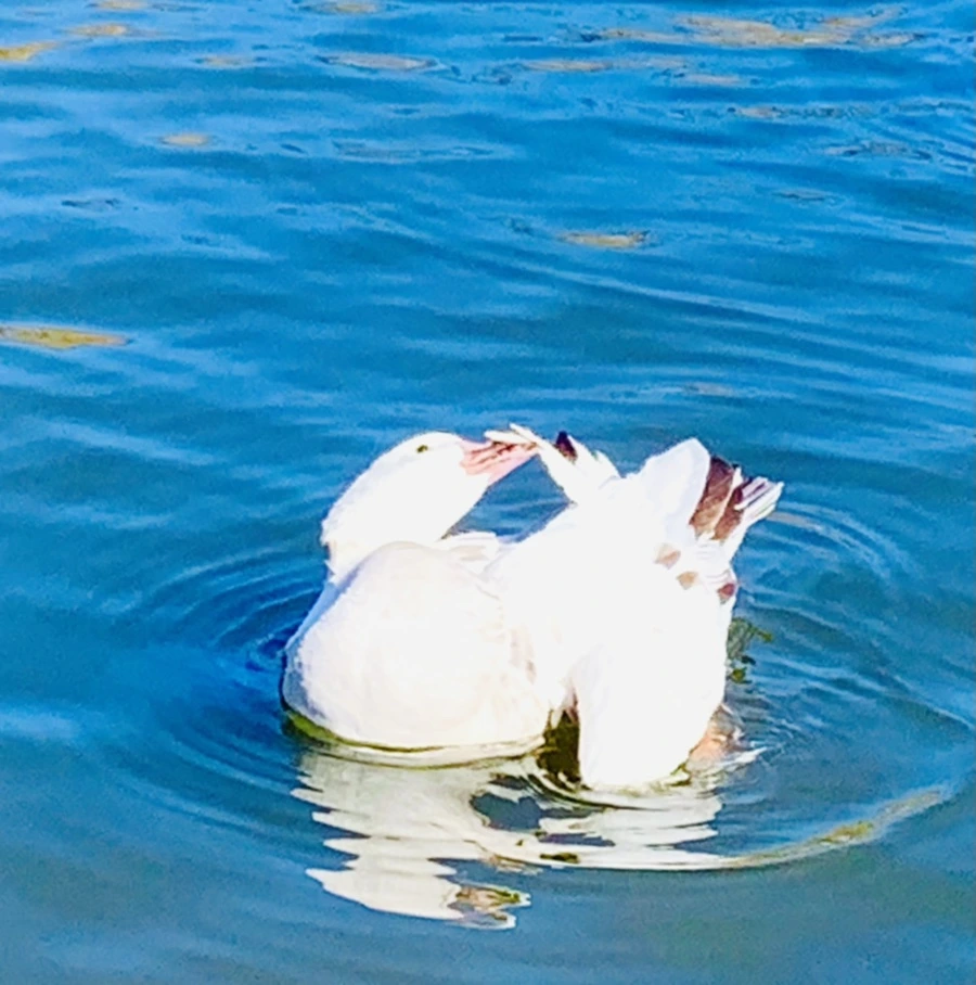 IMG_8938.jpg?type=w966