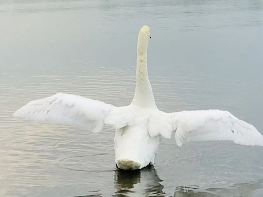 IMG_0293.jpg?type=w966