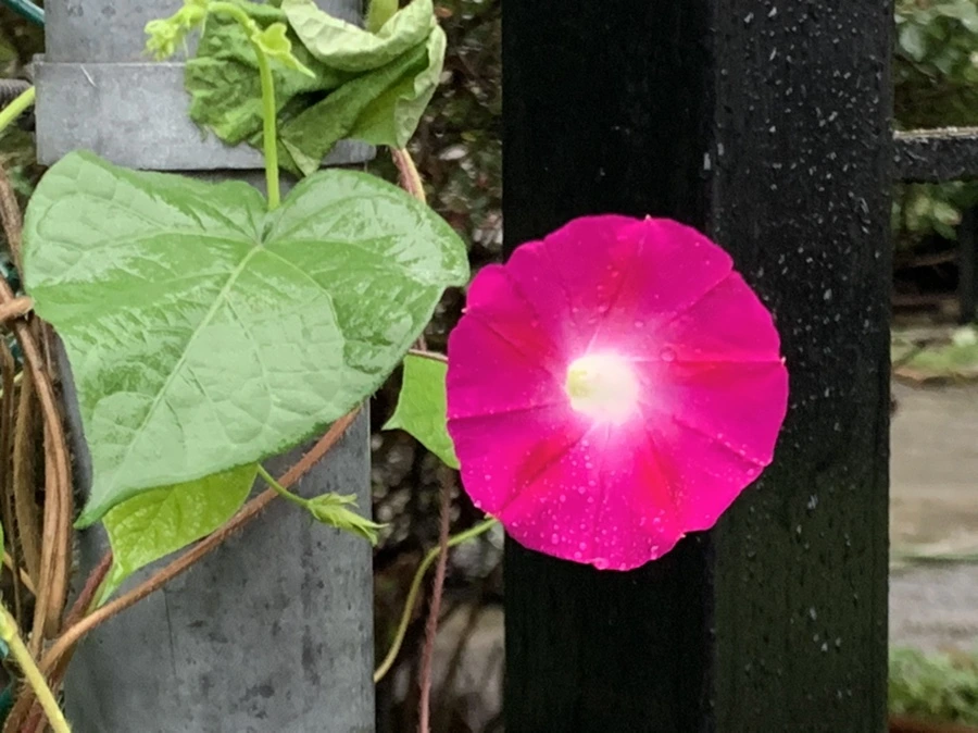 IMG_3712.jpg?type=w966