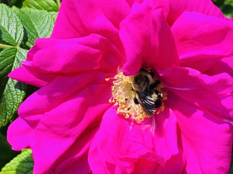 IMG_4173.jpg?type=w966