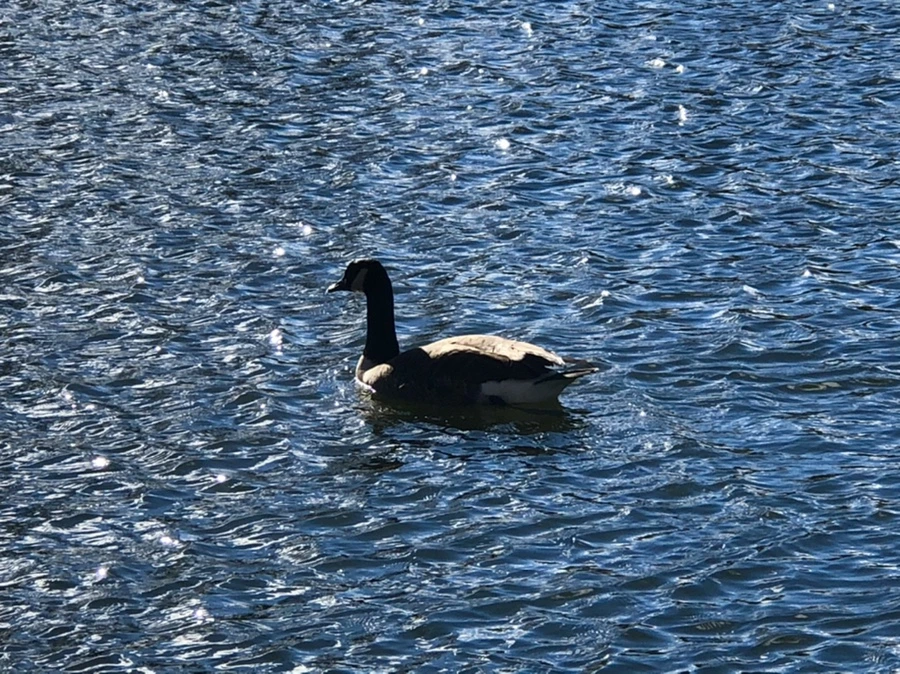 IMG_9194.jpg?type=w966