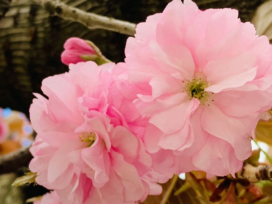 IMG_4384.jpg?type=w966