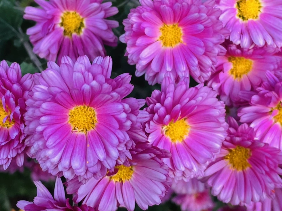 IMG_5898.jpg?type=w966