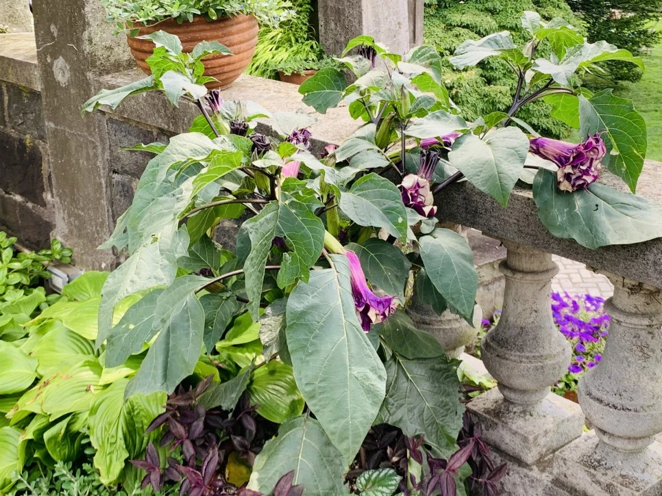 IMG_9380.jpg?type=w966